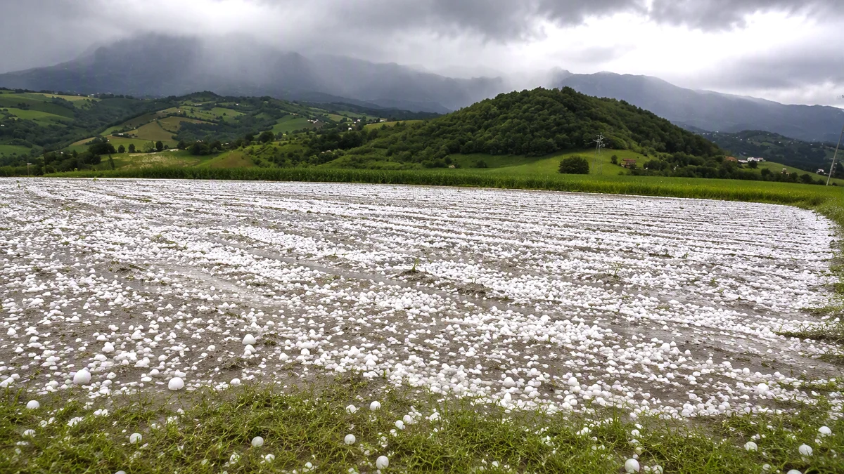 DANNI MALTEMPO IN AGRICOLTURA
