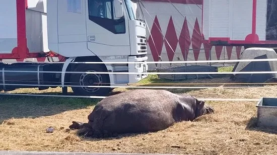 La denuncia della Lav sui circhi marchigiani, 'maltrattati gli animali' 