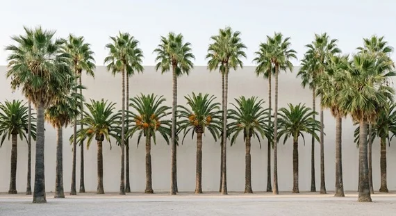 La Fondazione Sambenedettese dona sei palme alla città