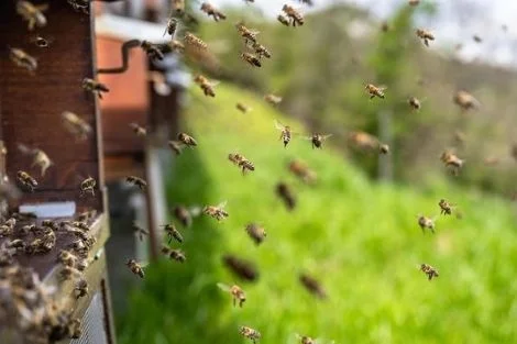 PIANDIMELETO E BELFORTE ALL’ISAURO PUNTANO SULLA RICCHEZZA DELL’AMBIENTE CON ‘IL MIELE DEL MONTEFELTRO: API, BIODIVERSITÀ E TURISMO’