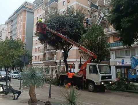 Sono partite le potature in diverse zone del centro