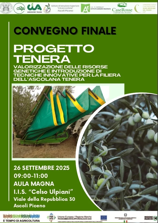 Convegno finale del “Progetto Tenera”: innovazione e ricerca per la filiera dell’Ascolana tenera