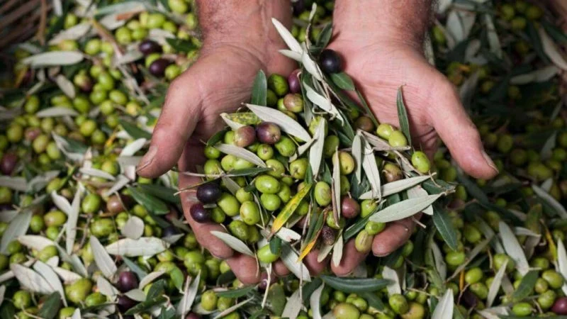 Cia, produzione record dell'olio nelle Marche