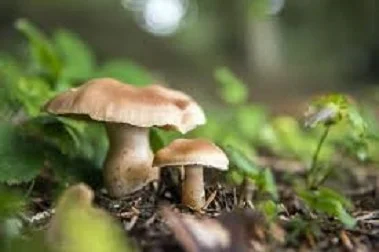 Quattro avvelenamenti da funghi, l'Ast 'occorre prudenza'