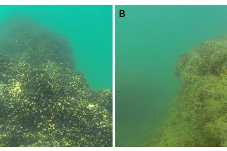 Cozze e cambiamenti climatici, Unicam ne studia il legame