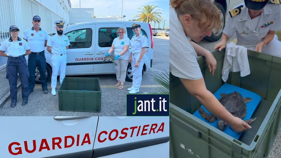 TARTARUGA CARETTA CARETTA RECUPERATA LUNGO IL LITORALE DI GROTTAMMARE