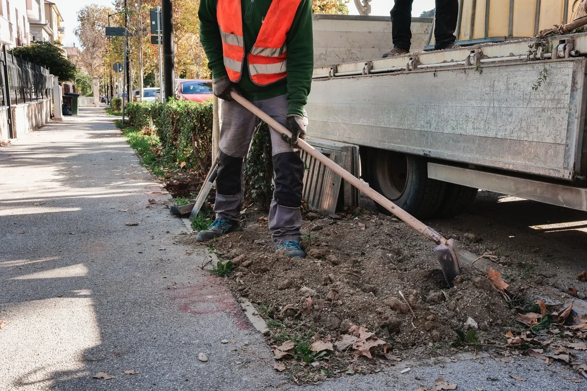 Al via gli interventi di sostituzione delle alberature in città Il sindaco Fioravanti e l'assessore Cardinelli: "Saranno in numero maggiore rispetto a quelle sostituite, lavoro frutto di valutazioni tecniche e condivise"