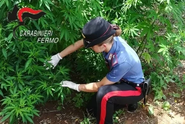 Scoperta piantagione di marijuana nel Fermano