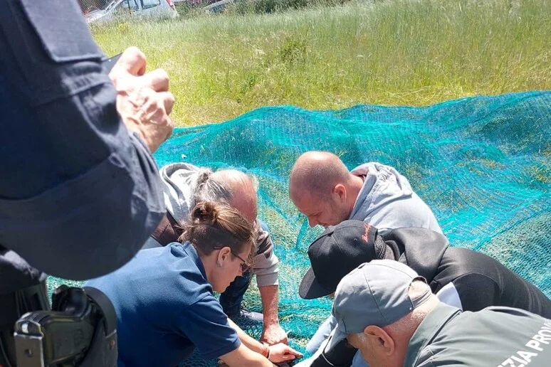 Polizia Provinciale all'opera per salvare capriolo intrappolato
