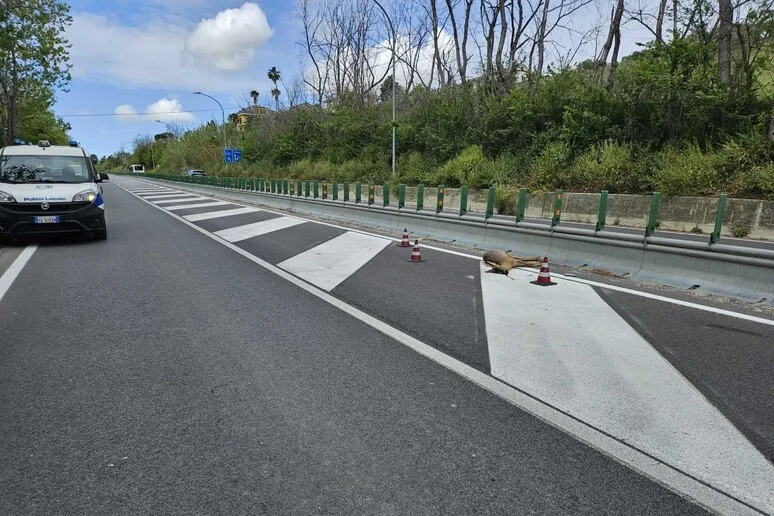 Capriolo investito e ucciso sulla strada Fermana