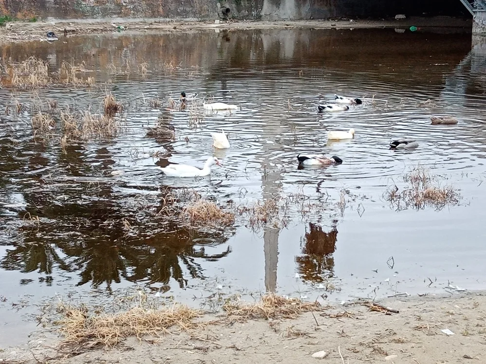 Scoppia la polemica sul torrente Albula a San Benedetto, 'chi tutela il turismo?'