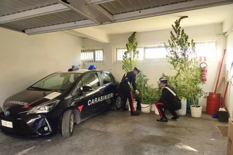 Aveva allestito una serra rudimentale con 11 piantine di cannabis, arrestato 40enne