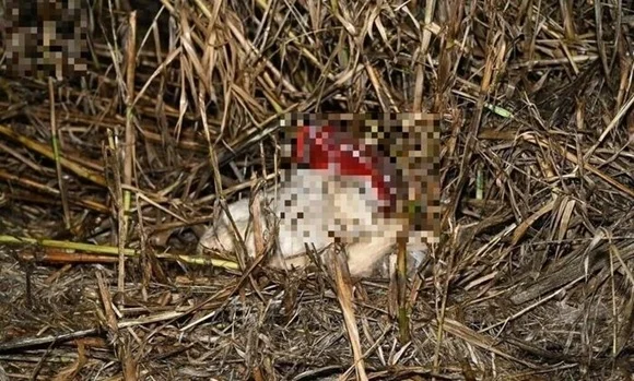 Carcasse di cani morti trovati vicino all'A14, aperto fascicolo per uccisione di animali