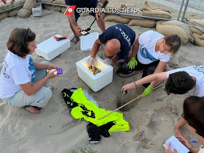 Nido di Caretta Caretta a Cupra Marittima, dalla gioia iniziale alla triste scoperta della scorsa notte
