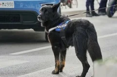 Proseguono i controlli antidroga di polizia nel centro storico di Teramo con l’ausilio di Ayrton