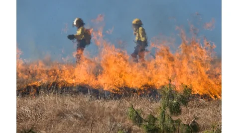 Marche più sicure dai roghi: approvato il Piano AIB 2026 per la prevenzione e il contrasto degli incendi boschivi