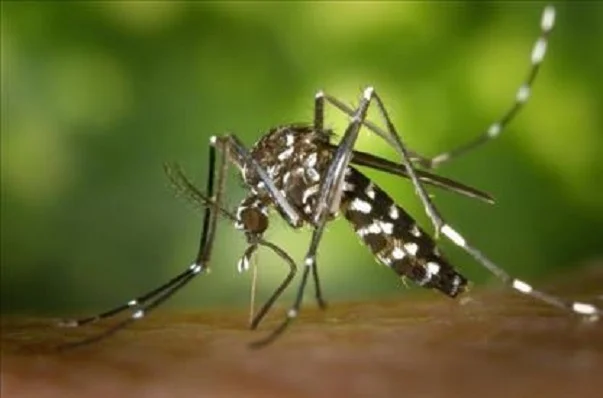Dengue a Fano, la situazione è monitorata