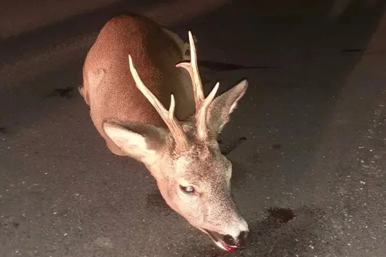 Cervo entra in collisione con auto, morto l'animale