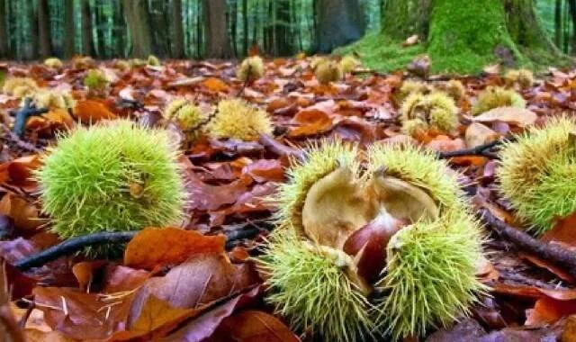 CASTAGNETI, DALLA REGIONE MARCHE ULTERIORI 520 MILA EURO PER IL RECUPERO E LA VALORIZZAZIONE DELLA CASTANICOLTURA