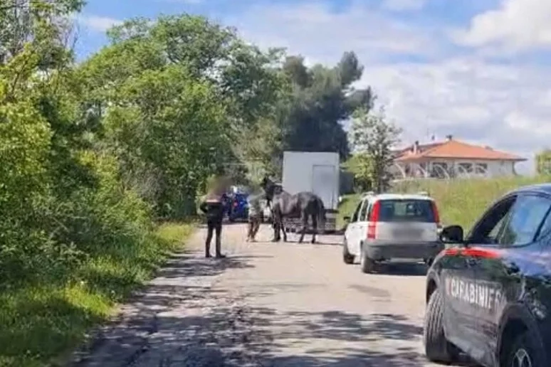 Cavallo si lancia al galoppo tra le auto, bloccato dai Carabinieri