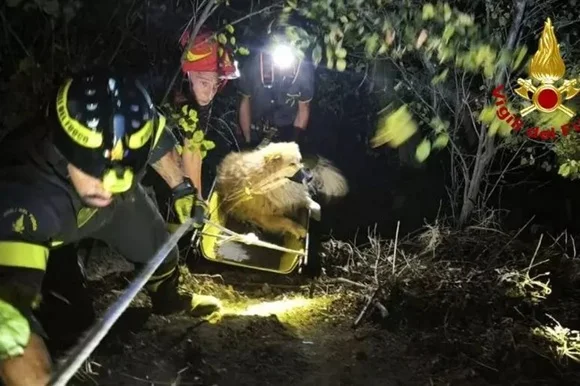 Cane cade in una scarpata a Fermo, salvato dai Vigili del fuoco 