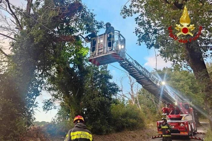 Vento forte nelle Marche, albero su auto in transito nel Piceno