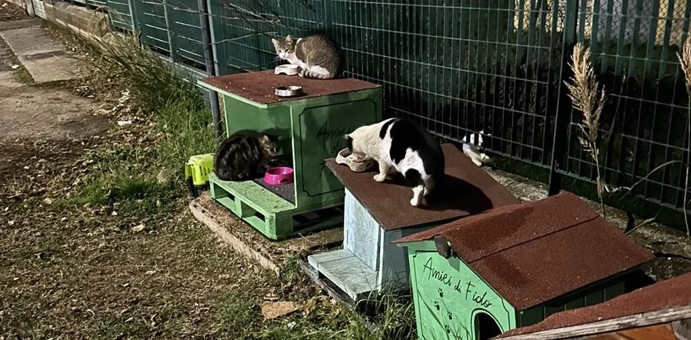 Ascoli Piceno - Animalisti in campo: "Mettere al sicuro cani e gatti delle persone decedute"