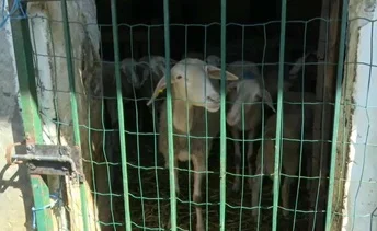 Scoperto un mattatoio abusivo nel Maceratese, salvati 40 animali 