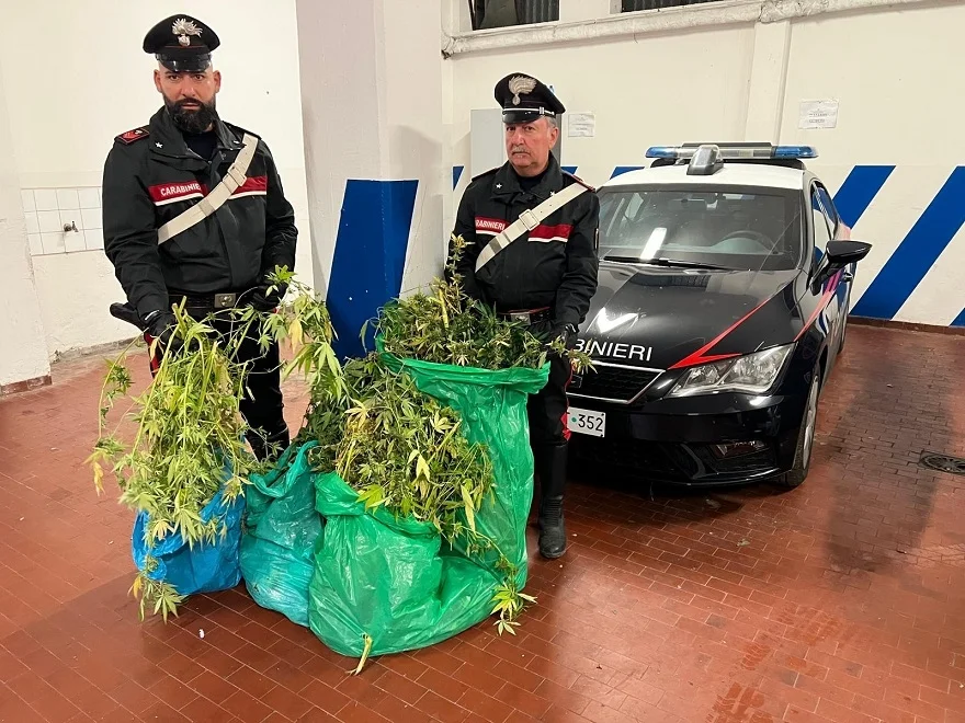 Carabinieri di Giulianova: contrasto allo spaccio di stupefacenti, scoperta una piantagione di marijuana
