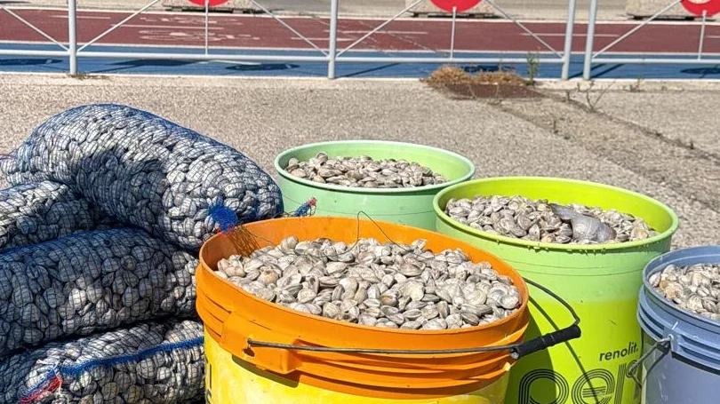 Dopo un controllo, tornano in mare 180 kg di vongole appena pescate: trasportate irregolarmente e senza documenti