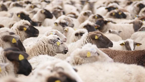 BLUE TONGUE, LA REGIONE MARCHE RAFFORZA GLI INTERVENTI A SOSTEGNO DEGLI ALLEVATORI