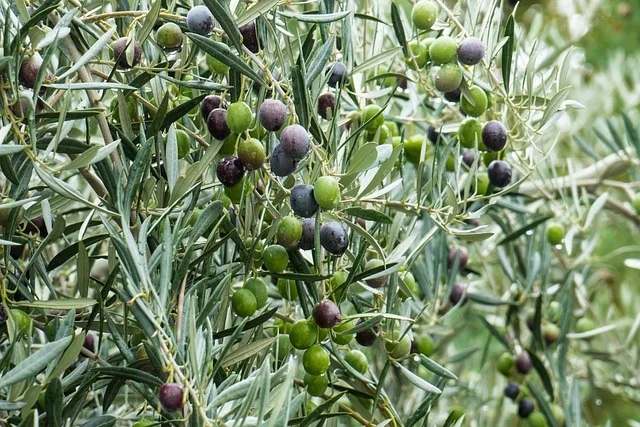 L’Assessore Antonini ad Ascoli alla presentazione della Guida degli oli extra vergini Al teatro dei Filarmonici si è svolta l'iniziativa promossa da Slow Food Italia