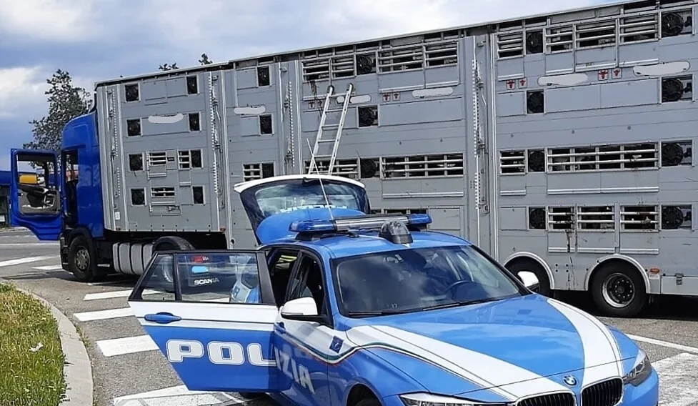 Trasportavano animali vivi, sanzionate due persone dalla Polstrada