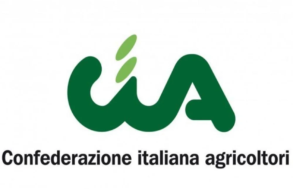 Raccolta delle olive nel Piceno: qualità eccellente, ma prezzi in aumento