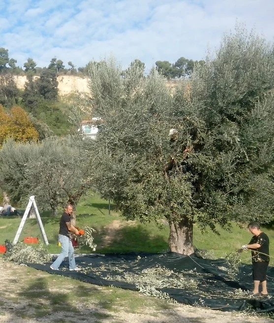 Grottammare, ulivi comunali pronti per la raccolta