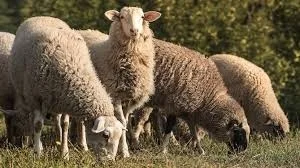 Emergenza Blue Tongue: CIA Abruzzo chiede interventi immediati e sostegni per salvare la zootecnia regionale
