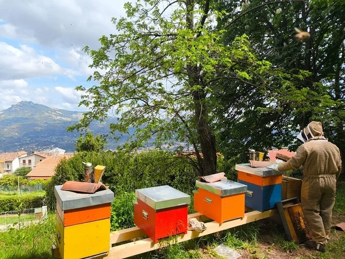Nuova attività di apicoltura presso Casa Aquilone