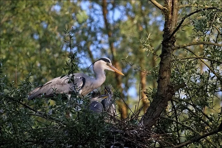 Quattro coppie di airone cenerino lungo il fiume Tronto
