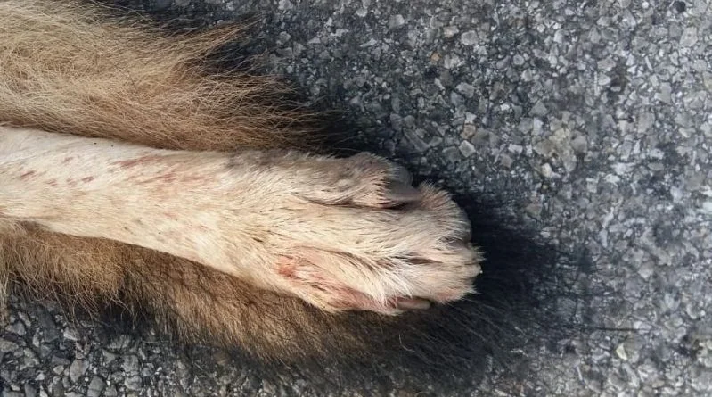 Lupo travolto e ucciso da un'auto sulla strada Fermana