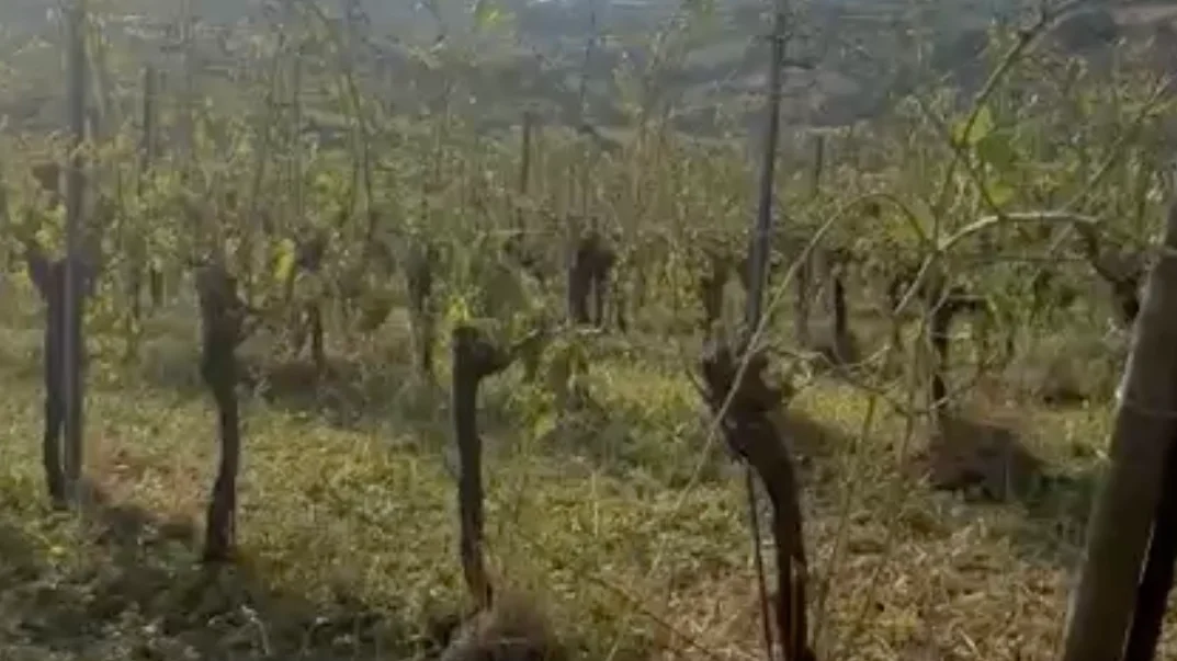 Grandinata, agricoltura in ginocchio