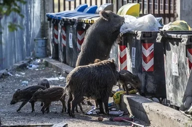 Fauna selvatica: ordinanza su decoro e sicurezza