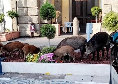 Cinghiali a Fabriano, istituito tavolo tecnico di coordinamento in Prefettura