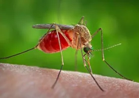A Teramo, ricoverato al Mazzini il primo caso umano di infezione da West Nile Virus