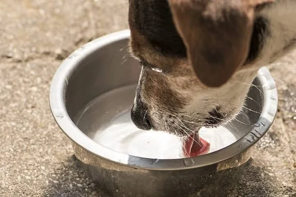 Emergenza caldo e tutela degli animali: il Sindaco firmi un’ordinanza urgente anziché fare propaganda sui social