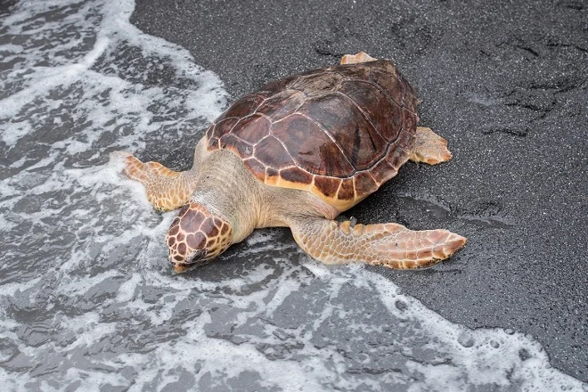 Rilascio in marea di unaTartaruga Caretta Caretta curata dalla Fondazione Cetacea