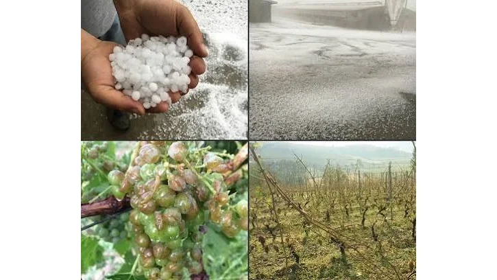 Maltempo nelle Marche: danni da 2,5 milioni all'agricoltura 