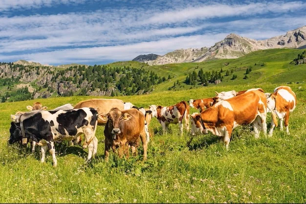 Cia di Ascoli-Fermo-Macerata condanna la maxi frode agricola