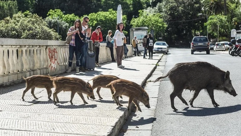 Cinghiali, Coldiretti: "Situazione ormai fuori contro"