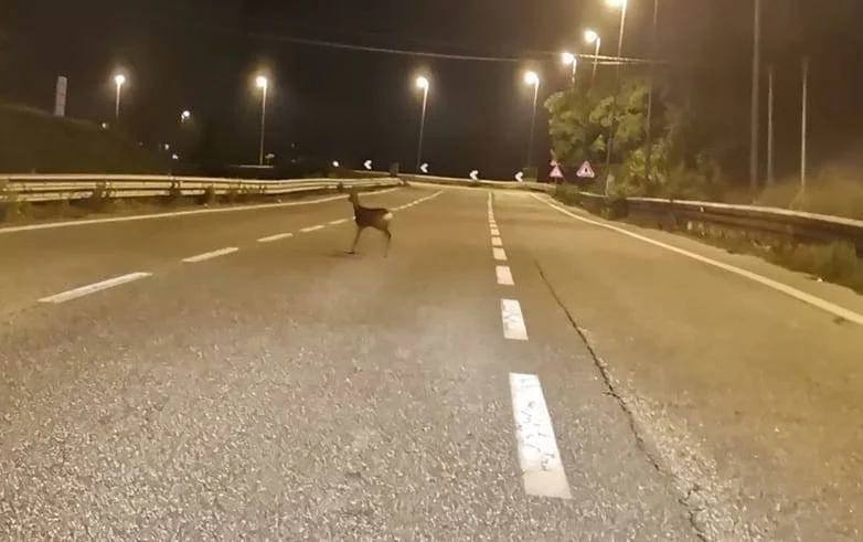 Auto investe cerbiatto nei pressi del casello A14 a Civitanova