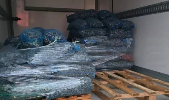 Vongole senza tracciabilità, Guardia Costiera sequestra oltre 2,5 tonnellate 